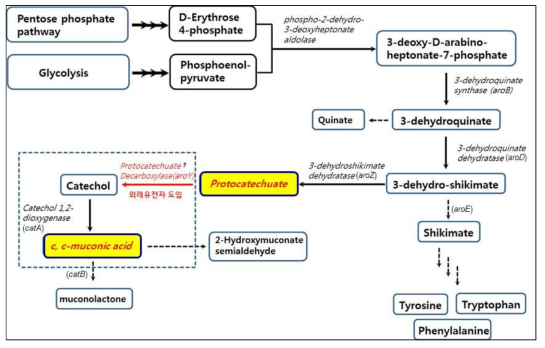 Corynebacterium glutamicum에서 aromatic amino acid 및 뮤코닉산 생합성 경로