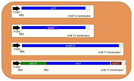 PCA decaroxylase 기능을 가진 유전자의 발현을 위한 각각의 오페론 모식도