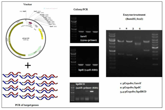 aroY, kpdC, kpdBCD 오페론을 가지는 발현벡터 제작