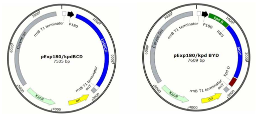 pExp180/kpdBCD 및 pExp180/BYD 벡터 지도