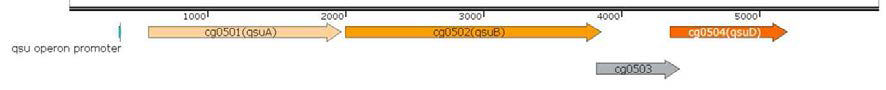 C. glutamicum genomic DNA상의 qsuB 유전자 모식도