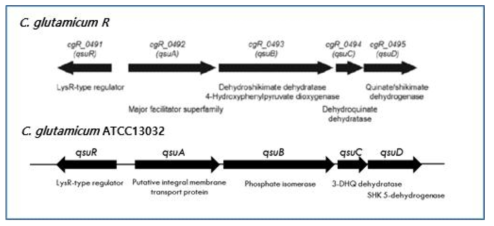 C. glutamicum R과 C. glutamicum ATCC13032 균주에서의 qsu 유전자 들의 배열 모식도와 각 유전자들이 coding하는 단백질을 나타냄.