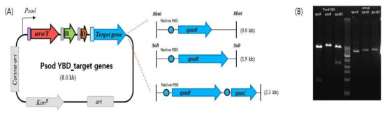 (A) Psod YBD vector에 cloning 된 유전자들의 모식도. (B) Cloning 이 완료된 plasmid의 enzyme cutting 전과 후의 비교 gel 사진.