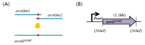 (A) 180번째 serine 이 phenyalanine으로 치환된 aroGm1, aroGm2 PCR 산물을 다시 PCR하여 획득한 aroG 유전자. (B) sod promoter 와 NdeI site에 삽입된 유전자 모식도.