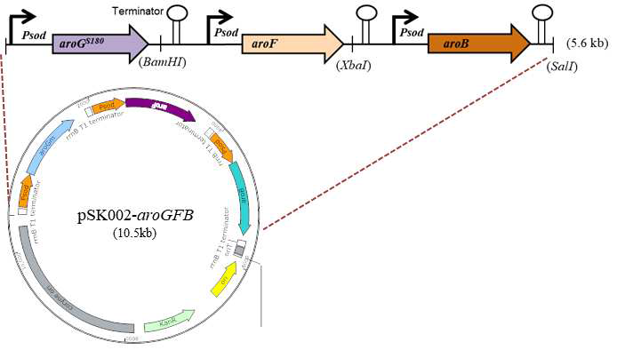 구축된 aroGS180F, aroF, aroB 유전자 과발현을 위한 plasmid