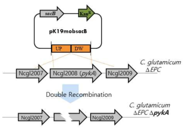 Scheme of pyk gene deletion from chromosome