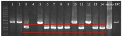 PCR을 이용한 pyk deletion mutant 확인. 가장 오른쪽 lane 이 Inha103균주 control로 1.7kb의 band 와 vector control 과 같은 1kb band가 확인되는 lane이 double recombination 이 완료된 mutant 균주들.