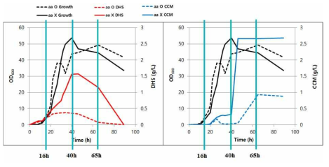 C. glutamicum Inha108의 growth curve와 dehydroshikimate(DHS) 및 뮤코닉산(CCM) 생산량. 실선은 아미노산 무첨가구 (대조군), 점선은 아미노산 첨가구. 왼쪽의 그래프는 DHS의 생산량을 나타내며, 오른쪽은 뮤코닉산의 생산량을 나타냄.