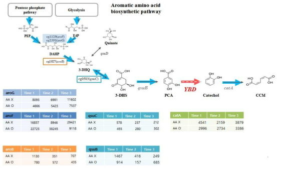 Aromatic amino acid biosynthetic pathway와 그에 관여하는 유전자들 모식도 (Top). 관련 유전자들의 RNA 발현 level을 아미노산 첨가구 (AA O)와 아미노산 무첨가구 (AA X)에서의 비교분석표