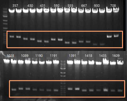 선별된 유전자들이 포함된 pK19mobsacB construct. HindIII 제한효소 처리 후 vector와 target gene의 분리 전기영동 사진. 숫자는 ncgl number를 나타냄.