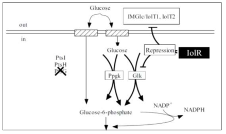 IolR repressor 단백질의 작용 모식도