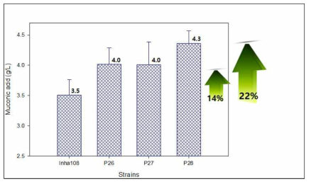 IolR 유전자가 결손된 P25 균주 유래의 변이균주들에서 뮤코닉산 생산성 비교