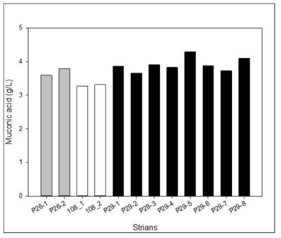 P29 균주에서의 뮤코닉산 생산성 비교