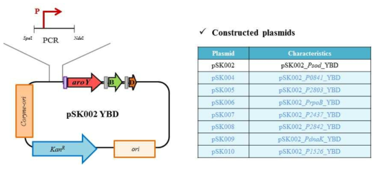 뮤코닉산 생합성을 위한 vector 제작 모식도 (left) 및 제작된 plasmid list