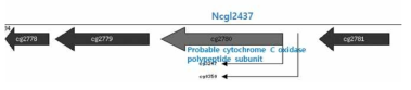 Ncgl2437 유전자와 근처 유전자들의 모식도.