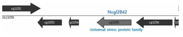 Ncgl2842 유전자와 근처 유전자들의 모식도.
