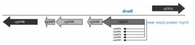 dnaK 유전자와 근처 유전자들의 모식도.