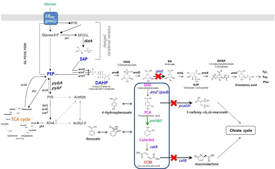 뮤코닉산 생산을 위한 C. glutamicum의 pathway