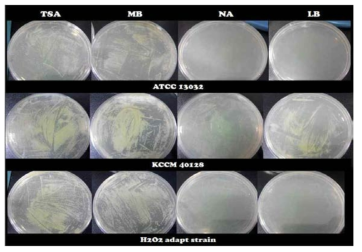 Investigation of medium component of solid culture for fast cell growth