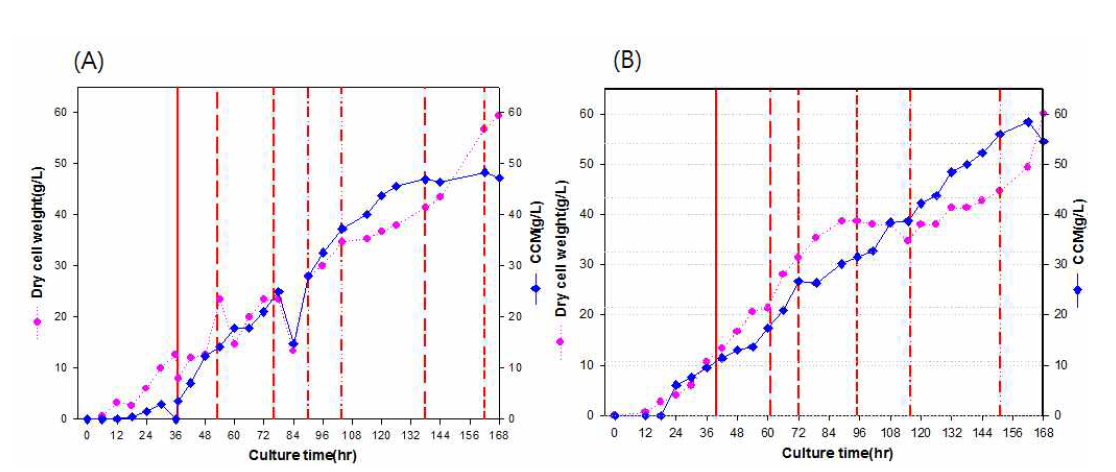 C. glutamicum ATCC13032 △aroE△pcaGH△catB/pSK002_Psod_YBD1 균주의 50L scale up 실험 (ammonium sulfate (NH4)2SO4 농도(1.0x, 1.3x)) 따른 배양에서의 세포 농도와 CCM 생산성의 상관관계 Graph