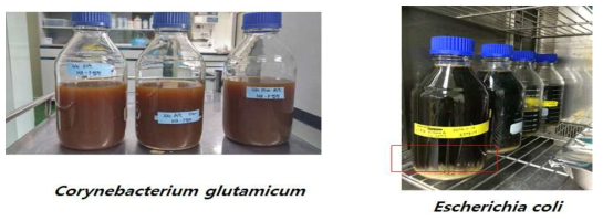 C. glutamicum 배양액과 E. coli 배양액의 단백질 침전 공정 후 비교