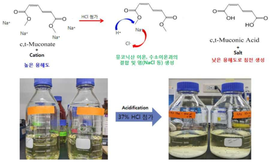 산침전에 따른 c,t-MA의 침전 및 염의 생성