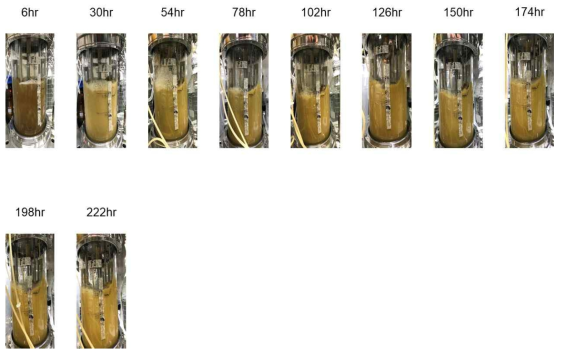 3.3X SLP 공급배지조건의 세포 재순환 연속배양에서의 배양액 색변화