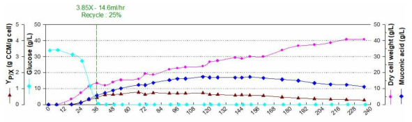 3.85X SLP 공급배지조건의 세포 재순환 연속배양에서의 단위세포당 생산성