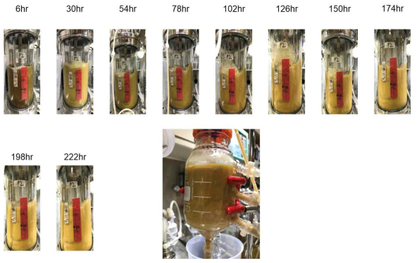 3.85X SLP 공급배지조건의 세포 재순환 연속배양에서의 배양액 색변화