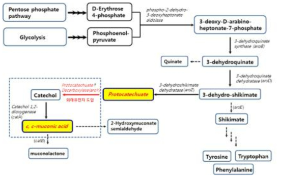 Corynebacterium glutamicum에서 aromatic amino acid 생합성 대사경로와 시스,시스-뮤코닉산의 생합성 대사경로