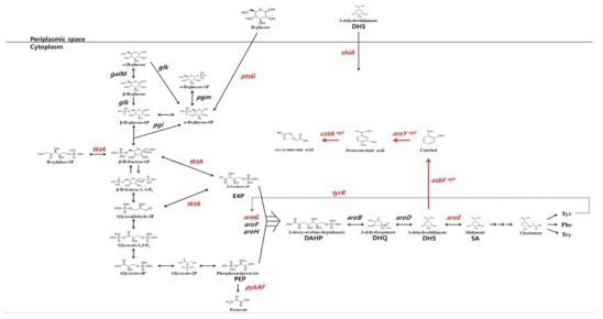 AB2834 glucose로부터 aromatic amino acid로 가는 경로와 그에 관여하는 유전자들.