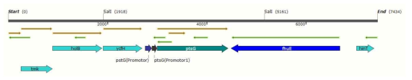 E. coli K12 chromosome DNA의 ptsG 유전자 바깥 서열의 모식도.