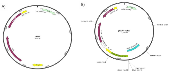 A) pKOV vector모식도. B) ptsG 유전자를 제거하기 위해 구축된 pKOV-△ptsG deletion vector의 모식도.