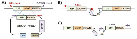 pKOV vector 기반의 deletion vector를 이용한 single recombination 과정과 single recombination check primer의 위치를 표시한 모식도.