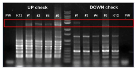 Genomic DNA PCR을 통한 single recombination 확인.