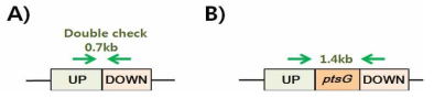 Double recombination check primer의 위치를 표시한 모식도.