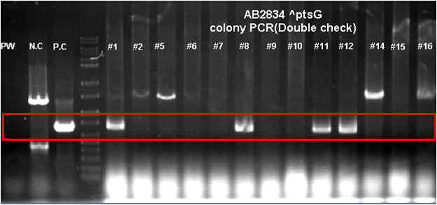 Colony PCR을 통한 double recombination check.