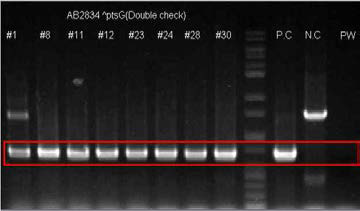 Genomic DNA PCR을 통한 double recombination check.