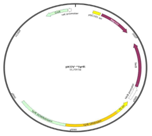tyrR 유전자를 제거하기 위해 구축된 pKOV-△tyrR deletion vector의 모식도.