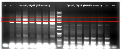 Genomic PCR로 single recombination check.