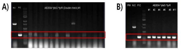 PCR을 통한 double recombination check. A) Colony PCR을 통한 check. B) Genomic DNA PCR을 통한 check.