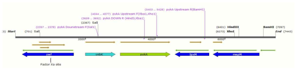 E. coli K12 chromosome DNA의 pykA 유전자 바깥 서열의 모식도.