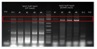 Genomic DNA PCR을 통한 single recombination 확인.