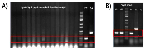 PCR을 통한 double recombination check. A) Colony PCR을 통한 check. B) Genomic DNA PCR을 통한 check.