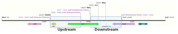 E. coli K12 chromosomal DNA의 pykF 유전자 바깥 서열의 모식도와 upstream과 downstream의 위치 표시.