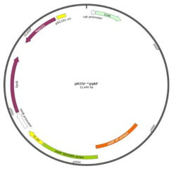 pykF 유전자를 제거하기 위한 deletion vector 모식도.