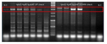 Genomic DNA PCR을 통한 single recombination 확인.