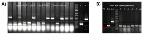 PCR을 통한 double recombination된 colony 확인. A) Colony PCR을 통한 double