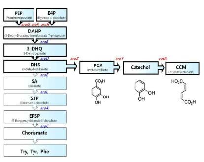 Aromatic amino acid 생합성 경로 및 뮤코닉산 생합성 경로.