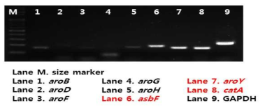 RT-PCR 결과. AB2834/pMESK1 균주의 aroB, aroD, aroF, aroG, aroH, asbF, aroY, catA